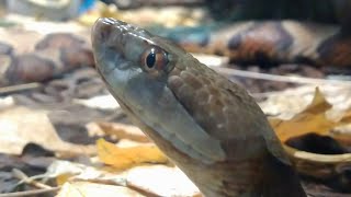 Agkistrodon contortrix  The north american copperhead venomous snake [upl. by Airotnes209]