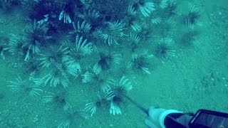 Pensacola Lionfish HuntingAgain [upl. by Aicile388]