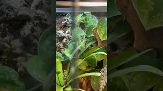 Did you spot all the white tree frogs in my vivarium [upl. by Etteyniv]