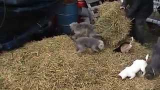 Ratting with the Bedlington Terriers [upl. by Erkan]