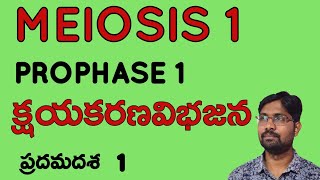 Prophase 1 meiosis Bhaskars biology [upl. by Harim]