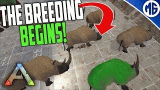 THE BREEDING BEGINS 5 man Ragnarok PvP  Ark Survival Evolved [upl. by Anni]