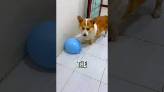 Corgi Pops ALL the Balloons 🐶🎈 [upl. by Avik554]