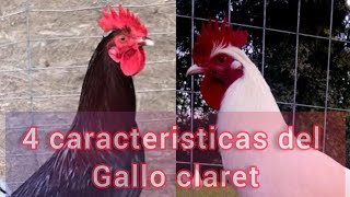 Gallo claret [upl. by Correy]