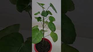 Polyscias Scutellaria  Plum Aralia growing tips [upl. by Firehs656]