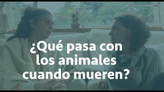 ¿Qué pasa con los animales cuando mueren Daniela Camino [upl. by Nicol201]