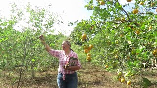 🍊Manejo de Arvenses e Impacto del Proyecto CONAHCYT en la Citricultura Experiencias Agroecológicas [upl. by Eillit143]