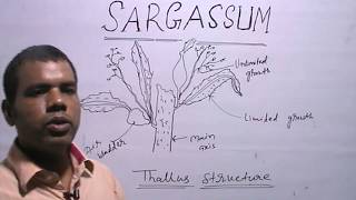 SARGASSUMAlgaeClassification amp External Structure [upl. by Roxy362]