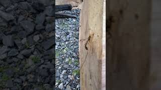 Ichneumon wasp laying eggs in maple log [upl. by Nosmoht]