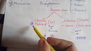 Staphylococcus gram positive cocci [upl. by Udell]