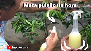 Como Acabar Com o Pulgão da Laranjeiraformigascochonilha fumaginalagarta nas plantasMATA TUDO [upl. by Nash]