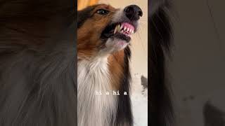 Dog song dog cute song ytshorts germanshepherd husky youtubeshorts [upl. by Georgianna]