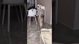 Cute Kittens 😹 funny 🙀 funanimals Episode 4601 [upl. by Kala938]