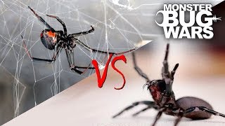 Spider vs Spider Showdowns 15  MONSTER BUG WARS [upl. by Leesa602]