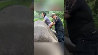 Baby हाथी 🐘 ने apni मां के liye कुछ ऐसा kardiya जिससे rescue team को भी रोने पे मजबूर होना pada🥹😊 [upl. by Heeley]