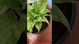 Repotting pothos repoting pothos moneyplant shortfeedyoutube viralshorts pothospropagation [upl. by Katt]