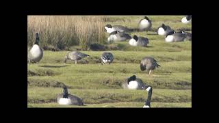 Three Pink footed geese and Spoonbill Hayle [upl. by Farnsworth]