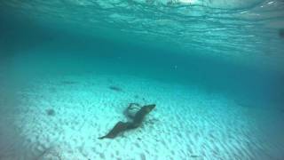 Green Moray eel attack Grand Cayman [upl. by Lahsram]