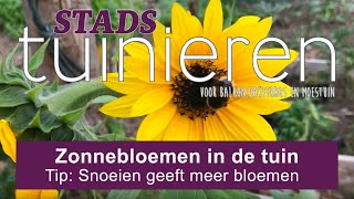 Stadstuinieren  Zonnebloemen  snoeien geeft meer bloemen moestuin [upl. by Thatch]