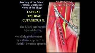 Anatomy Lateral Femoral Cutaneous Nerve Of Thigh  Everything You Need To Know  Dr Nabil Ebraheim [upl. by Alraep645]