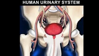 Human Urinary System animation video 3d  Formation of urine [upl. by Aleik]