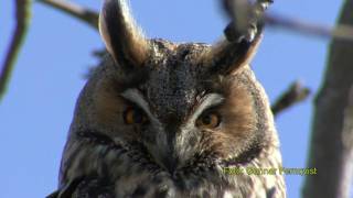 HORNUGGLA Longeared Owl Asio otus Klipp  7 [upl. by Heigl]