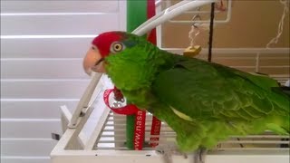 Senor Verde The Red Headed Mexican Parrot [upl. by Lyda]