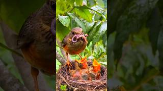 Mother bird feeding babies nature birdlife [upl. by Clair]