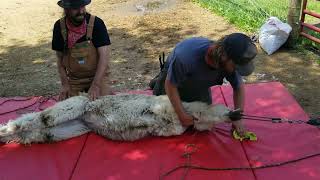 Alpaca Shearing Day 2024 [upl. by Heidy]