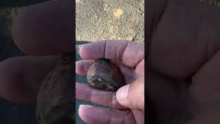 Brecciated or ibis Jasper found in my yard rockhounding Minerals MineralStonehealing stone [upl. by Hilliard]