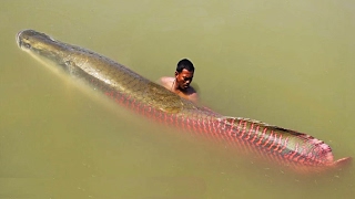 TOP 15 MONSTRUOS ÉPICOS DEL AMAZONAS [upl. by Icaj]