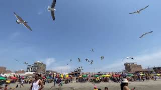 Playa Pimentel Gaviotas 2024 [upl. by Dnartreb821]