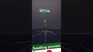 seedling process [upl. by Kendry]