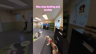 One yearold spaniel nonstop barking and anxiety 1st session [upl. by Eintruoc]