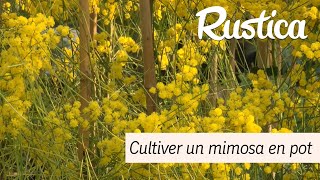 Cultiver un mimosa en pot [upl. by Nerreg]