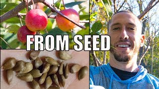 How To Grow An Apple Tree From SEED to FRUIT 🍎 In 3 YEARS [upl. by Buxton]