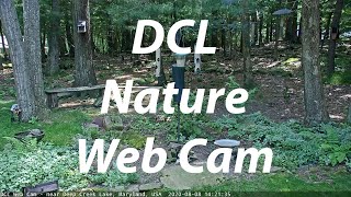 DCL Web Cam 11082024 [upl. by Bramwell273]