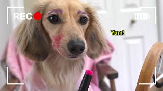 Ep10 Aint No Puppy No More  Daphne’s Vlog Cute Dachshund Video [upl. by Bander]