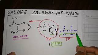 Salvage Pathway for Purine  Biochemistry  TCML [upl. by Ekul]