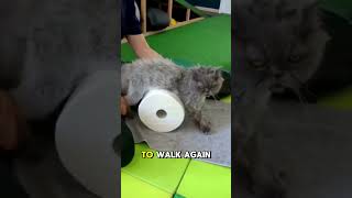 A Miraculous Recovery Cat Walks Again After Paralysis🥺❤️ animal veterinary cat [upl. by Acyssej]