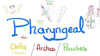 Pharyngeal Arches Pouches and Clefts Grooves  Branchial Apparatus  Embryology [upl. by Carolyne501]