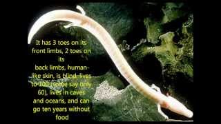 Top 10 Most fascinating animals [upl. by Edithe]