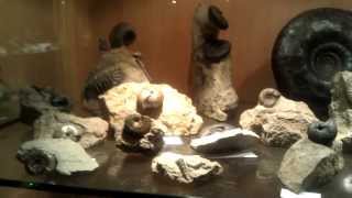 Neuer Kanal quot Fossilien TV quot Fossiliensammlung Bayern [upl. by Bobbee]