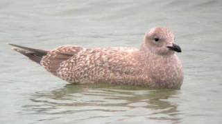 Thayers Gull [upl. by Primrose640]