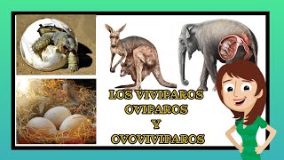 vivíparos ovíparos y ovoviviparos video educativos para niños [upl. by Macleod70]