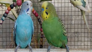 Chirping of Parakeet Budgie Birds 3 Hr  Listen to Nature Bird Songs Meditation to Reduce Stress [upl. by Ahtibbat805]