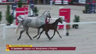 KN 11 v Jaguar vd Berghoeve  Vingino [upl. by Ilek]