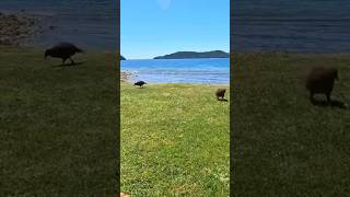 WEKA NZ Flightless Bird newzealand birds outdoors [upl. by Cindelyn618]