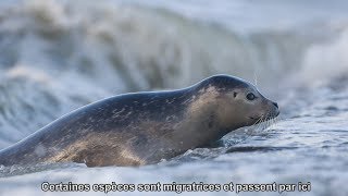 La mer du Nord  un écosystème unique [upl. by Garzon]