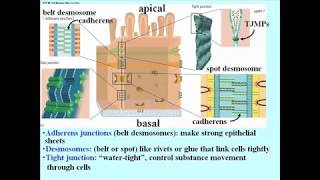 310 Cell Junction Structure and Funuction [upl. by Bohun38]